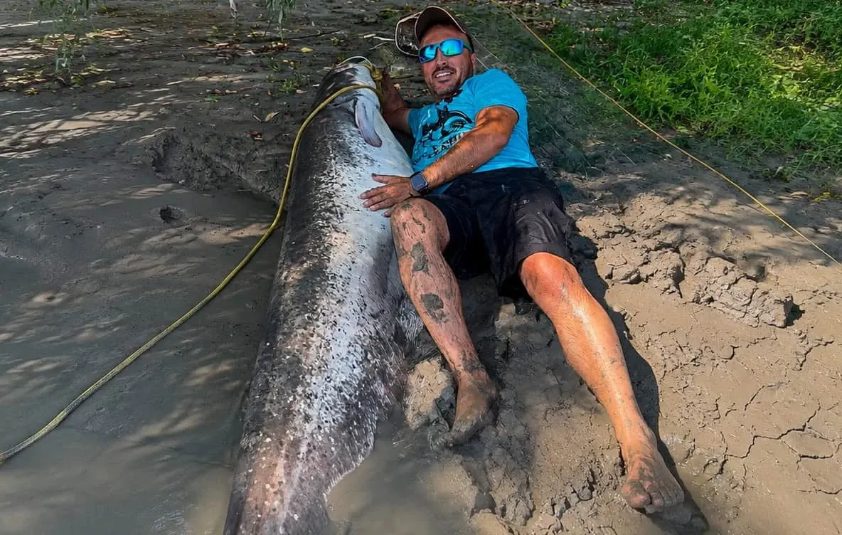 Captură uriașă în Delta Dunării: doi pescari au prins un somn estimat la peste 100 de kilograme  și peste 2 metri