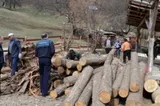 IGPR: Peste 5.300 de dosare penale și 1.200 de persoane cercetate pentru nereguli la domeniul silvic, în 6 luni