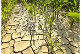 Europa de Vest, lovită de temperaturi record, secetă și incendii. Vara lui 2026 împinge din nou limitele climatice