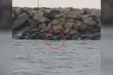 Alertă pe litoral! Dronă maritimă observată la Costinești, lângă un dig  VIDEO 