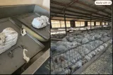 Animale bolnave și moarte ținute împreună cu cele sănătoase la o fermă din Brăila