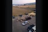 Cruzime extremă: O oaie a fost lovită cu mașina și apoi bătută de un șofer VIDEO