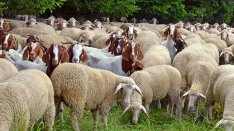 Focare de variolă ovină şi caprină