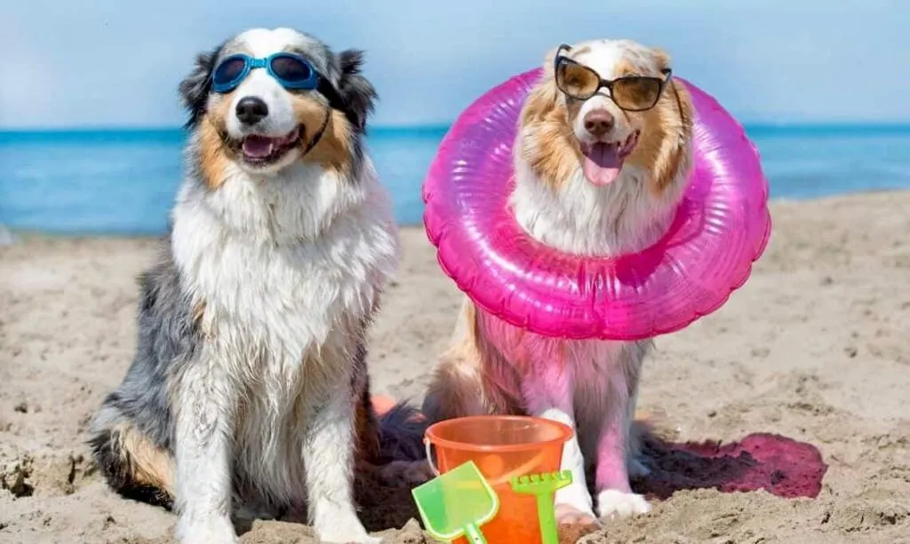 catei+plaja