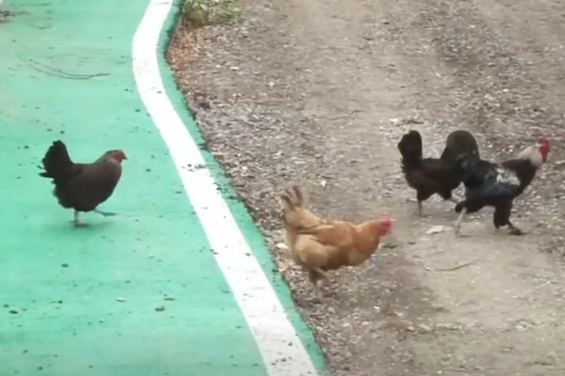 Găinile se plimbă pe pista de biciclete