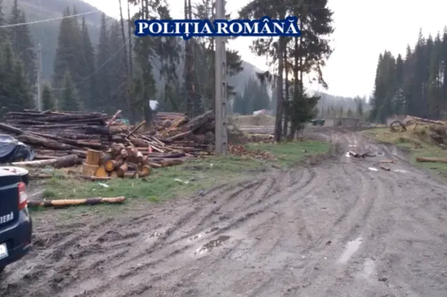 Unul dintre cele mai grave cazuri de tăieri ilegale din ultimii ani, în județul Brașov