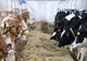 Crescătorii de bovine se luptă pentru a supraviețui. Fermierii abia mai reușesc să reziste pe piață