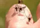 CREȘTEREA NUMĂRULUI DE ÎNȚEPĂTURI DE INSECTE ÎN SEZONUL DE PRIMĂVARĂ. CE TREBUIE SĂ ȘTIM DESPRE TRATAMENT ȘI URGENȚELE MEDICALE 