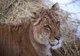 COPIL MUȘCAT DE UN LIGRU LA ZOO ZAHAREȘTI