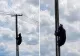  Urs filmat pe un stâlp de electricitate la marginea Brașovului. Imaginile au devenit virale - VIDEO