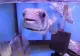 Peștele periculos care bagă în sperieți turiștii din Grecia: poate provoca răni grave - VIDEO