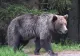 Statul a mutat problema urșilor la primării. Ce trebuie să facă edilii când animalele intră în localități